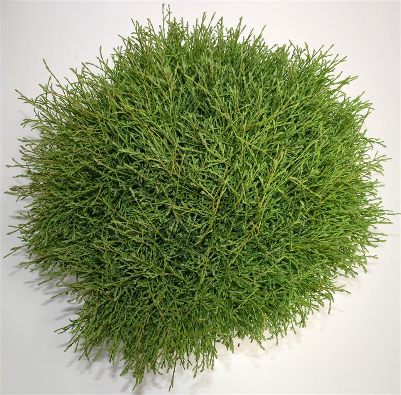 Thuja occ. 'Mr Bowling Ball' - C7.5 60-80 CM Stick